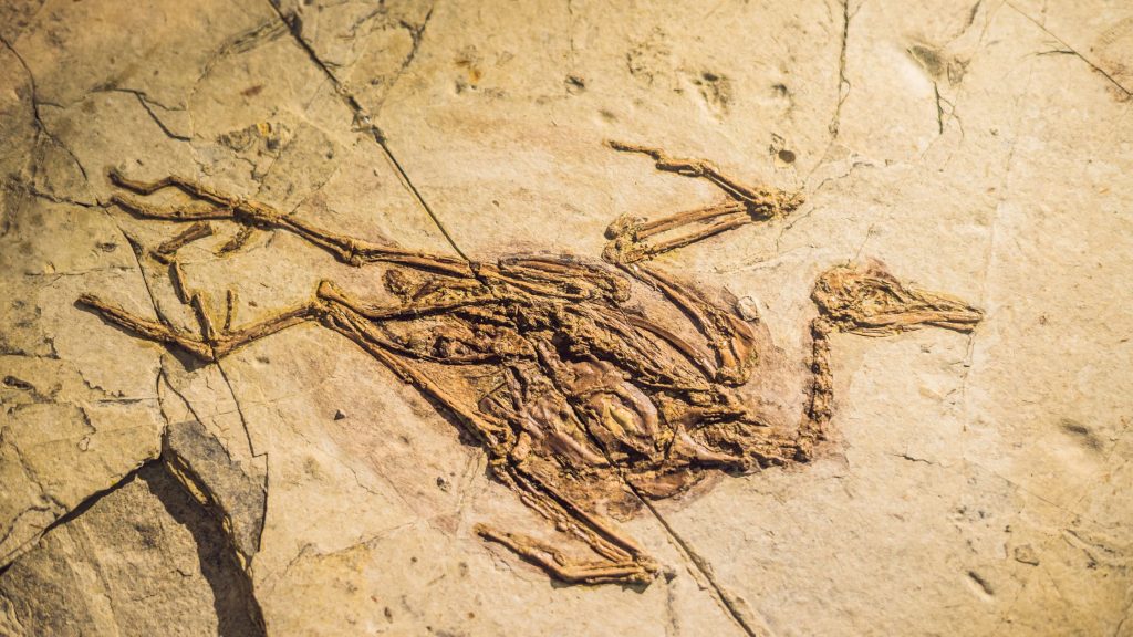 searching for fossils as a family